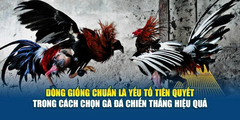Dòng giống chuẩn là yếu tố tiên quyết trong cách chọn gà đá chiến thắng hiệu quả