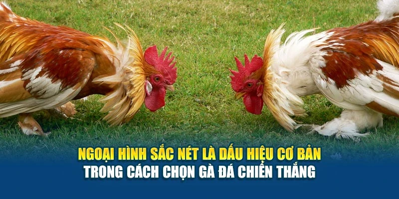 Ngoại hình sắc nét là dấu hiệu cơ bản trong cách chọn gà đá chiến thắng