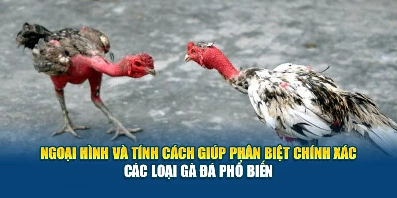 Ngoại hình và tính cách giúp phân biệt chính xác các loại gà đá phổ biến
